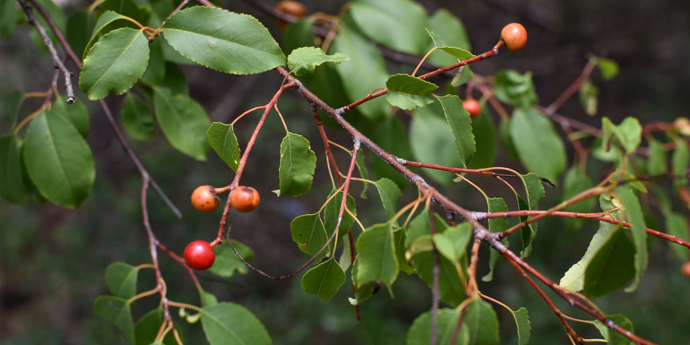 Prunus_serotina_var_eximia-NearCampWoodTX-EmilyBeckmanBruns2022